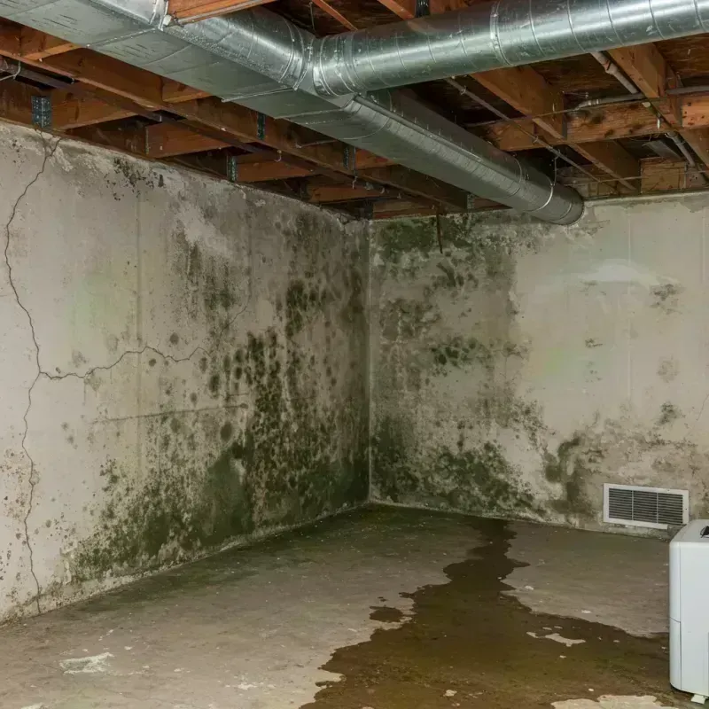 Professional Mold Removal in Clay, CA